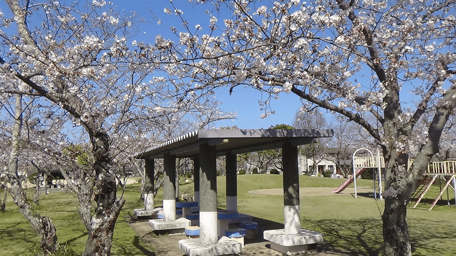 浜公園の桜