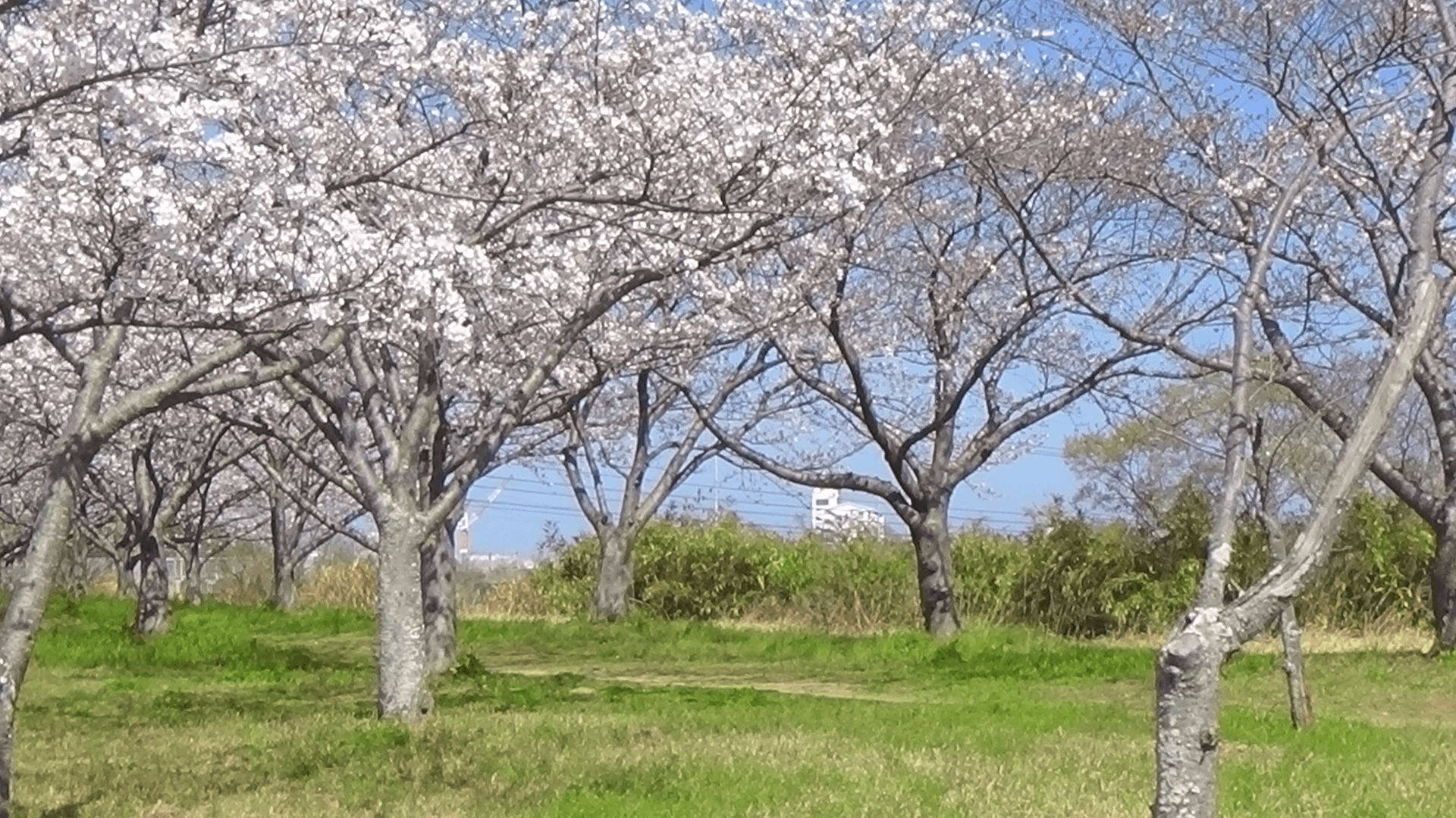 丹生川河川敷の桜