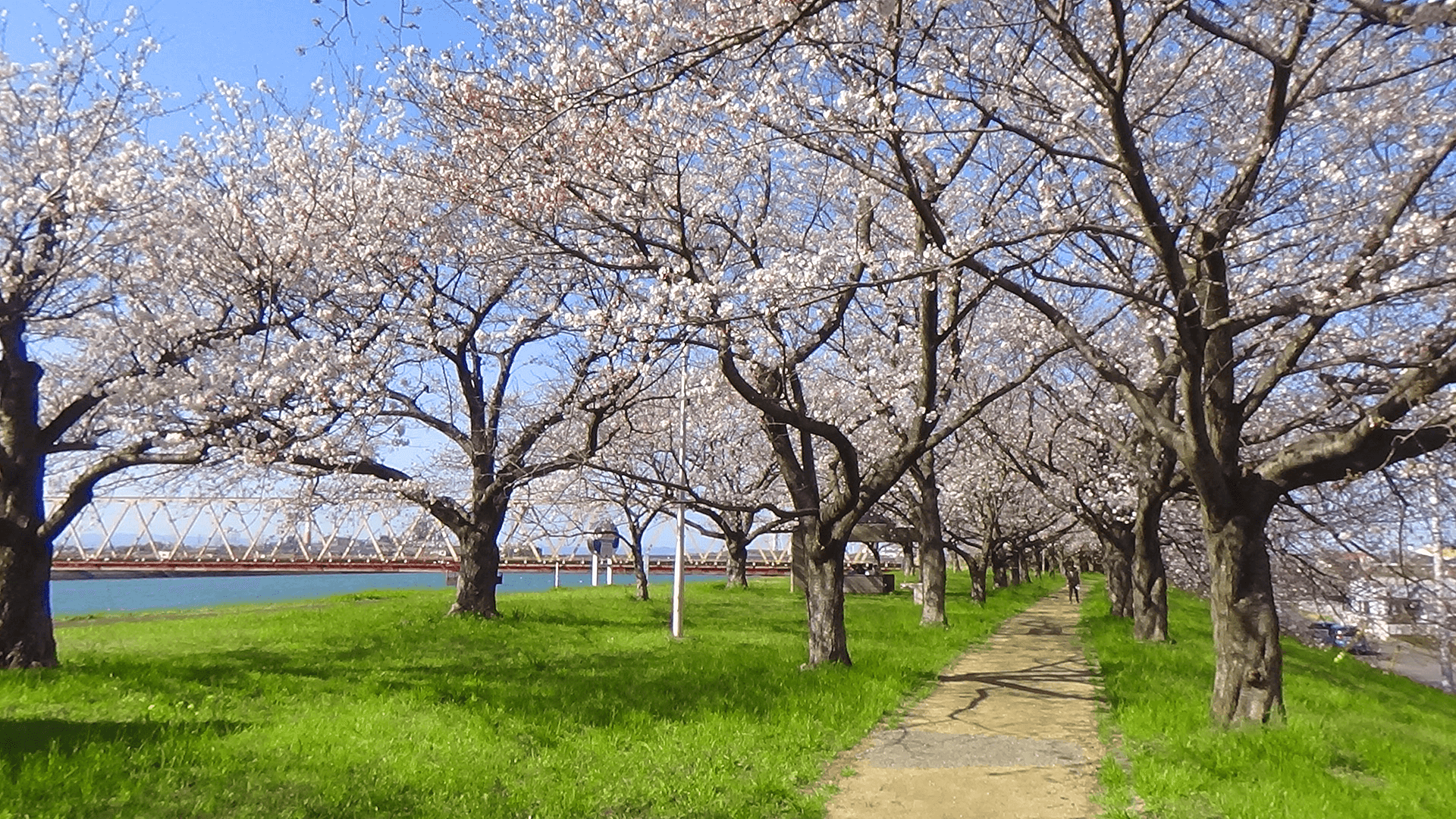 大野川河川敷の桜